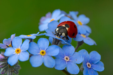 Wall Mural - Macro shots, Beautiful nature scene.  Beautiful ladybug on leaf defocused background