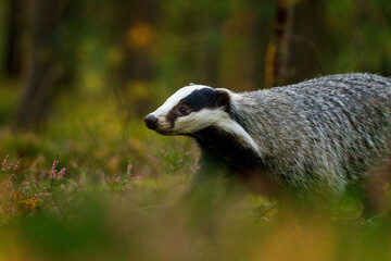 Wall Mural - Badger in autumn forest. Wild European badger, Meles meles, in green pine forest. Hungry badger sniffs about food in moor. Beautiful black and white striped beast. Cute animal in nature habitat.