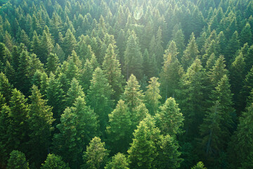  Aerial view of green pine forest with dark spruce trees. Nothern woodland scenery from above