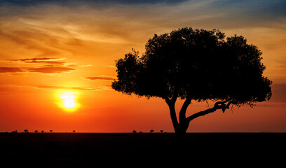 Wall Mural - sunset in masai mara, africa