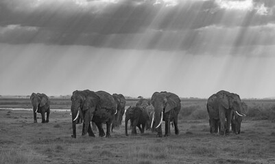 Wall Mural - elephant in amboseli national park, wyoming