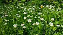 Many Small White Flowers Grow In Green Grass In Clearing In Forest On Sunny Spring Day. Natural Background. Wild Nature. Forest Flower With White Petals Close-up. Environment Protection, Ecology