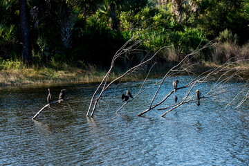 Wall Mural - A variety of birds including Anhingas perched on dead tree branches in Florida