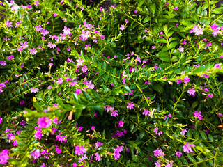 Wall Mural - leaf and flower photo for natural background