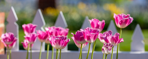 Sticker - Close up view of pink and white colored tulip flowers by the fence, selective focus.