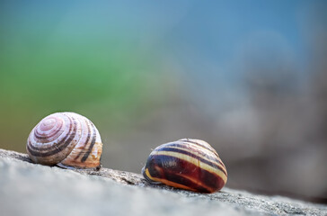 Two snail shells on the rock close up shot