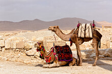 Two Camel In Palmyra Syria