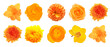 © Pixel-Shot - Set of beautiful orange flowers isolated on white