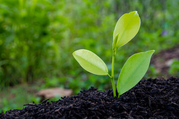 Close-up view of a small sapling. environmental protection World Environment Day. Growing green seedlings. Because it is planted in industrial agriculture.