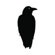 Crow (Raven) Silhouette. Black Bird Family Illustration. Vector Illustration