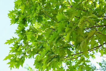 Oak tree branches with green leaves on sky background