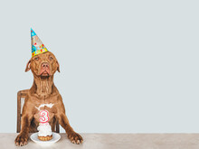 Lovable, Pretty Brown Puppy And Party Hat. Close-up, Indoors, Studio Photo. Day Light. Concept Of Care, Education, Obedience Training And Raising Pets