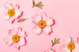 Fototapeta Storczyk - japanese anemone on the pink background