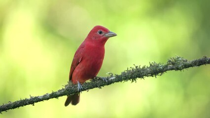 Wall Mural - a front on shot of a male summer tanager perched on a branch at boca tapada in costa rica