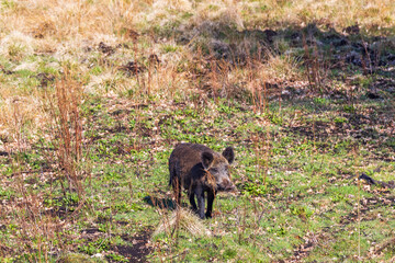 Canvas Print - Wild boar on a meadow