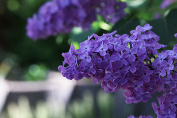 Wall Mural - Branch of lilac flowers with the leaves