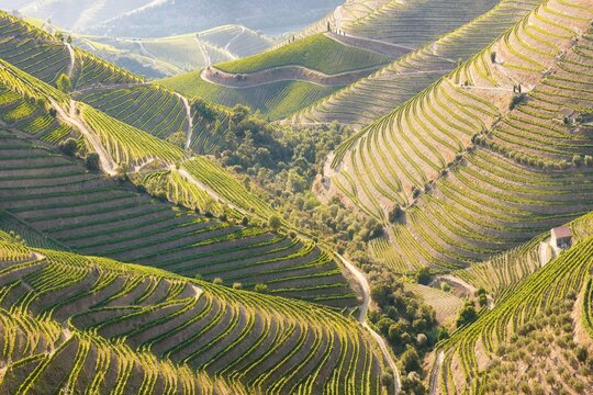 vineyards in the valley of the river douro, portugal, portugal. portuguese port wine. terrace fields