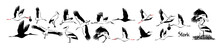 A Set Of Flying Storks. Vector Illustration