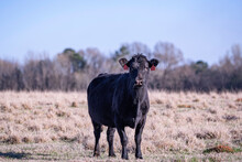 Angus Brood Cow In Field With Red Ear Tags