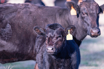 Wall Mural - Black Angus calf in focus with mother in background out-of-focus