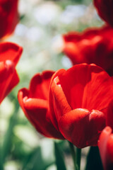 Red beautiful tulips spring flowers.