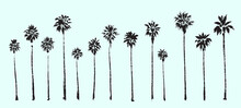 Palm Trees. Textured Ink Brush Drawing
