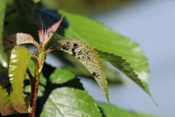 Wall Mural - Black Cherry Aphid (Myzus cerasi) colony on leaf