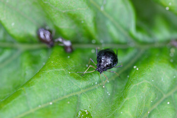 Wall Mural - Black Cherry Aphid (Myzus cerasi) on leaf