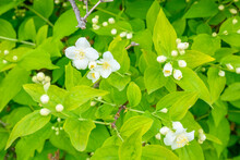 Blooming Spring Flowers. Flowers Of Orange Jessamine, Andaman Satinwood Murraya Paniculata Jack Climbing Plant That Bears Fragrant Flowers Used In Perfumery Or Tea.