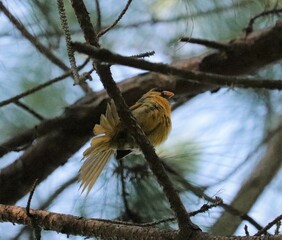 Sticker - Rare one in a million yellow cardinal spirit bird