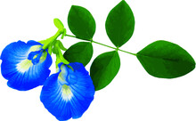 Abstract Of Blue Pea Flower Or Butterfly Pea Flower On White Background. (Scientific Name Clitoria Ternatea) 