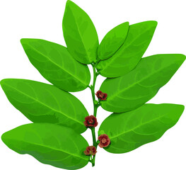 Poster - Abstract of fruit and leaves of Star gooseberry on white background. (Scientific name Sauropus androgynus)