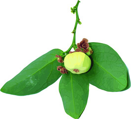 Poster - Abstract of fruit and leaves of Star gooseberry on white background. (Scientific name Sauropus androgynus)