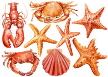 Watercolor Set Of Seashells, Crab, Starfish On An Isolated White Background, Hand Drawing, Marine Clipart