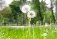 Two Intertwined Dandelion Puffballs Outdoors