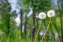 Two Dandelions Reaching For The Light