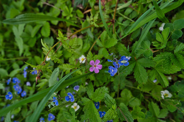 Wall Mural - beautiful colorful flowers in a forest in Germany in May, Strawberry, geranium, robertianum, veronica chamaedrys