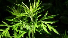 Mugwort Herbs For Moxibustion In A Monastery Herbal Garden