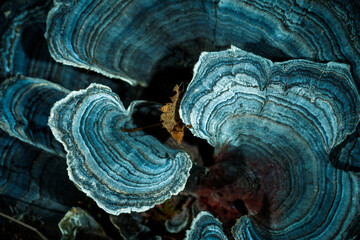 Tree mushroom under ultraviolet light. Blue and dark background