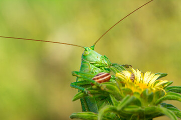 Wall Mural - Beautiful Grasshopper macro in green nature 

