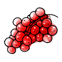 Vector Red Currant In Watercolor Style With Black Contour