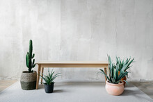 Empty Modern Bench Standing On Carpet Near Potted Plants