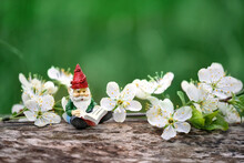 Cute Toy Elderly Gnome With Book And White Spring Flowers On Abstract Blurred Green Natural Background. Magic Fantasy Nature Image. Harmony Beautiful Spring Season. Fairytale Concept