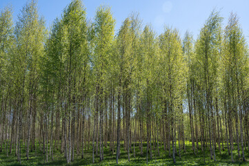 Wall Mural - Birches