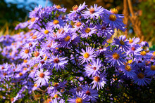 Large Bush Of Fragrant Purple Blue Asters October Skies And Warm Sun
