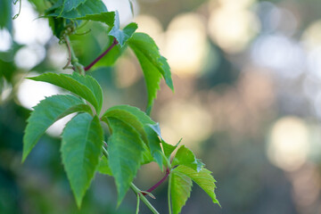 Wall Mural - fresh green leaves in spring and bokeh background
