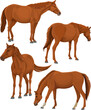 horse illustration with different poses
