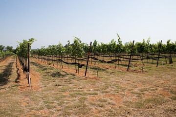 Wall Mural - Central Texas winery vineyard