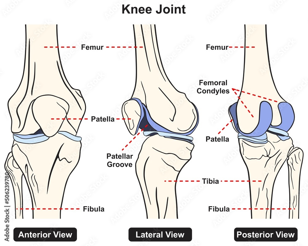 Patella Labeled Anatomy Patella Labeled Anatomy