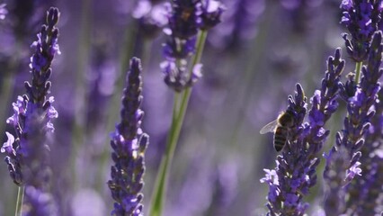 Wall Mural - Lavender fields in bloom in Provence, France. Flowering seasons. Attraction trip for french vacation.